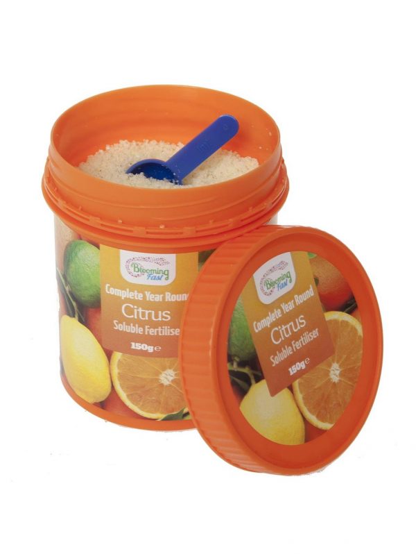 buy pair of 1m orange lemon citrus trees with citrus feed 5f17d5146b43f