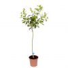 buy pair of 1m orange lemon citrus trees with citrus feed 5f17d515702c4