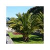 buy pair of hardy phoenix palm trees 80 100cm tall 15cm potted plants 5f17d45706fd0