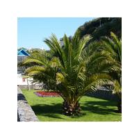 buy pair of hardy phoenix palm trees 80 100cm tall 15cm potted plants 5f17d45706fd0
