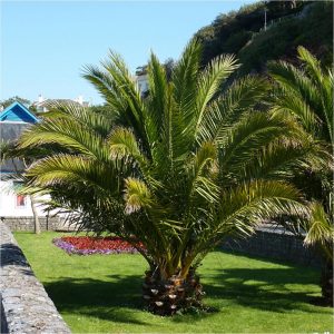 buy pair of hardy phoenix palm trees 80 100cm tall 15cm potted plants 5f17d45cabc26