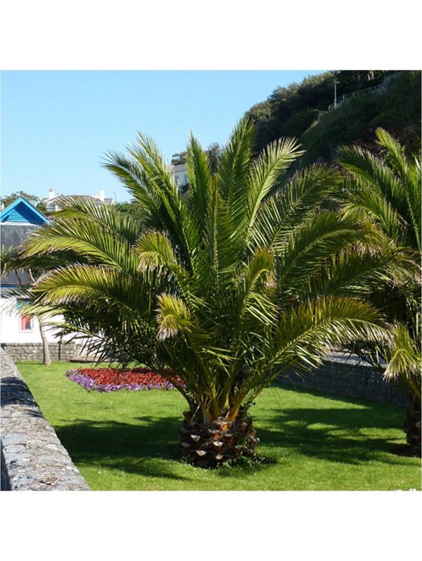 buy pair of hardy phoenix palm trees 80 100cm tall 15cm potted plants 5f17d45cabc26