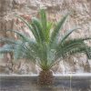 buy pair of hardy phoenix palm trees 80 100cm tall 15cm potted plants 5f17d4617c49e