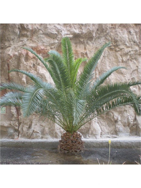 buy pair of hardy phoenix palm trees 80 100cm tall 15cm potted plants 5f17d4617c49e