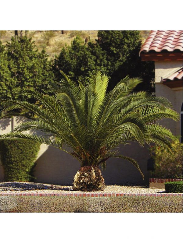 buy pair of hardy phoenix palm trees 80 100cm tall 15cm potted plants 5f17d46316228