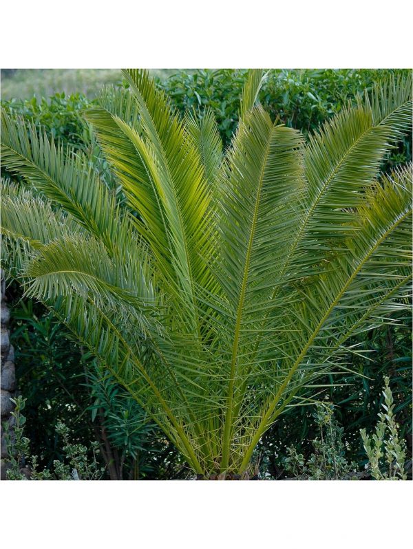 buy pair of hardy phoenix palm trees 80 100cm tall 15cm potted plants 5f17d46444759