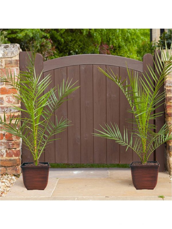 buy pair of hardy phoenix palm trees 80 100cm tall 15cm potted plants 5f17d465dc9dc