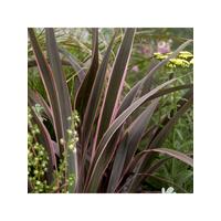 buy phormium sundowner pink 5l pot 5f17d474a7727