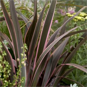 buy phormium sundowner pink 5l pot 5f17d476a83c3