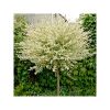 buy salix flamingo standard 90cm tall 5f17d4aa4e9f2