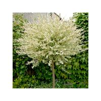 buy salix flamingo standard 90cm tall 5f17d4aa4e9f2