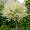 buy salix flamingo standard 90cm tall 5f17d4ae717fc