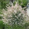 buy salix flamingo standard 90cm tall 5f17d4af555eb