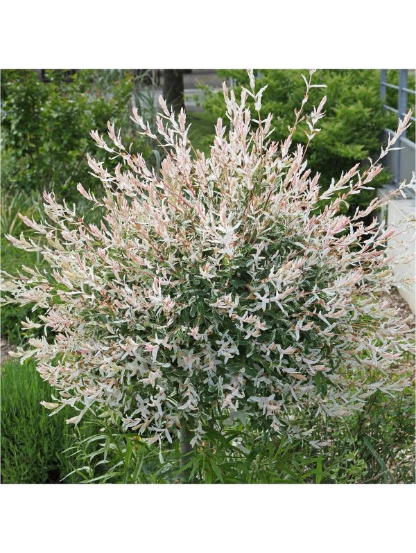 buy salix flamingo standard 90cm tall 5f17d4af555eb