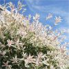 buy salix flamingo standard 90cm tall 5f17d4b01f144