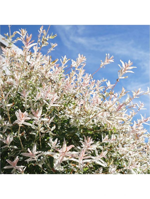 buy salix flamingo standard 90cm tall 5f17d4b01f144