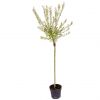 buy salix flamingo standard 90cm tall 5f17d4b109ae6