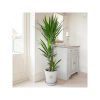 buy yucca 3 stem 90 45 20cm in 24cm pot 1 3m tall 5f1e6bc6a1d44