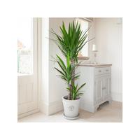 buy yucca 3 stem 90 45 20cm in 24cm pot 1 3m tall 5f1e6bc6a1d44