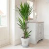 buy yucca 3 stem 90 45 20cm in 24cm pot 1 3m tall 5f1e6bd19b860