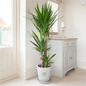 buy yucca 3 stem 90 45 20cm in 24cm pot 1 3m tall 5f1e6bd19b860