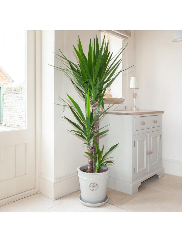 buy yucca 3 stem 90 45 20cm in 24cm pot 1 3m tall 5f1e6bd19b860
