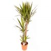 buy yucca 3 stem 90 45 20cm in 24cm pot 1 3m tall 5f1e6bdb3e0c4