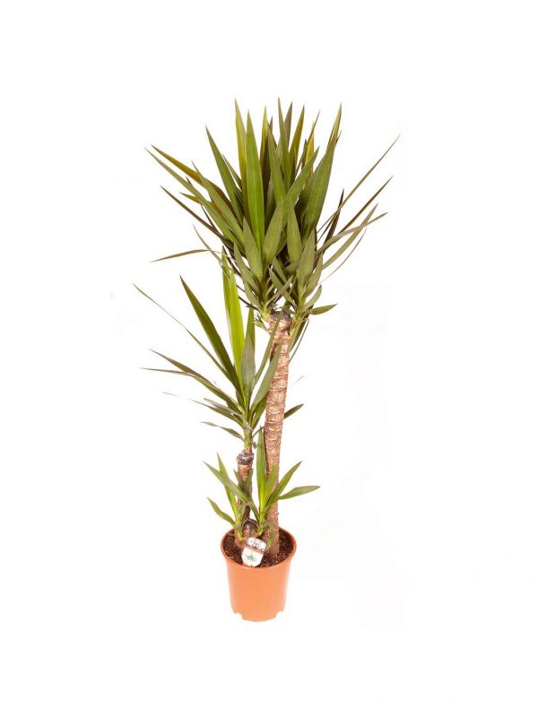 buy yucca 3 stem 90 45 20cm in 24cm pot 1 3m tall 5f1e6bdb3e0c4