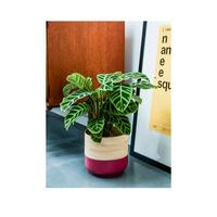 selling bamboo pink planter 5f1a6f3a45271