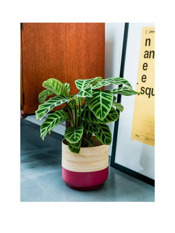 selling bamboo pink planter 5f1a6f3de1c1d