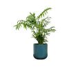 selling real parlour palm plant in pot 5efeee48168a9