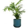 selling real parlour palm plant in pot 5efeee4b7069d