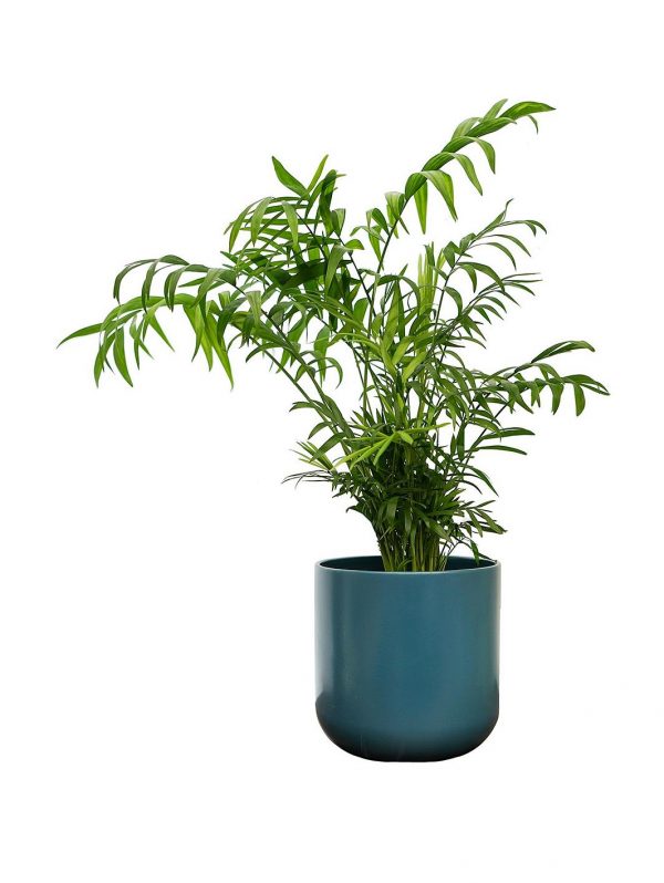 selling real parlour palm plant in pot 5efeee4b7069d