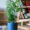 selling real parlour palm plant in pot 5efeee4cc06dc