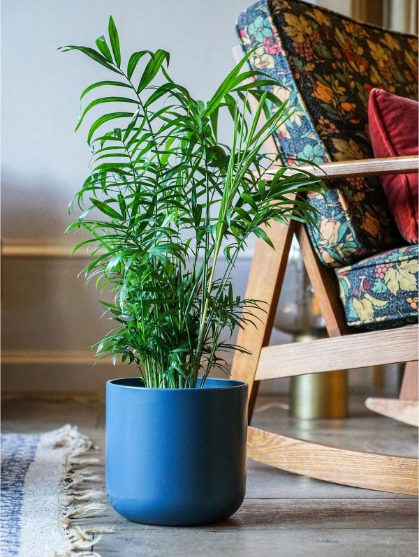selling real parlour palm plant in pot 5efeee4cc06dc
