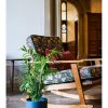 selling real parlour palm plant in pot 5efeee4d66bee