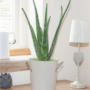 buy aloe vera 15cm 50cm tall green houseplant 5f4c921579b42