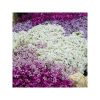 buy carpet phlox collection x 12 plugs 5f4355db929f9