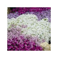 buy carpet phlox collection x 12 plugs 5f4355db929f9