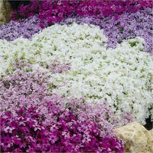 buy carpet phlox collection x 12 plugs 5f4355de772a7