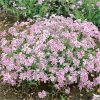 buy carpet phlox collection x 12 plugs 5f4355df3ca97