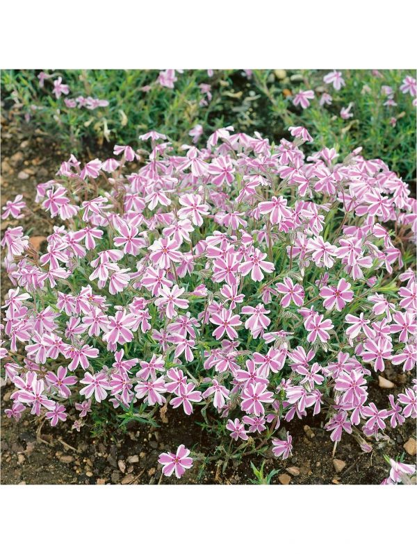 buy carpet phlox collection x 12 plugs 5f4355df3ca97