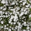 buy carpet phlox collection x 12 plugs 5f4355dfe51e8