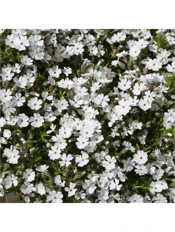 buy carpet phlox collection x 12 plugs 5f4355dfe51e8
