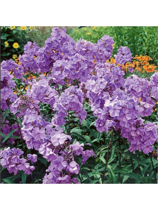 buy carpet phlox collection x 12 plugs 5f4355e09c765