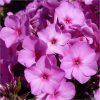 buy carpet phlox collection x 12 plugs 5f4355e13a7e2