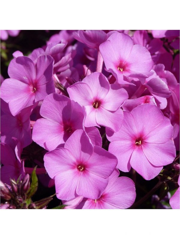 buy carpet phlox collection x 12 plugs 5f4355e13a7e2