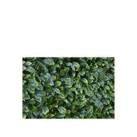 buy faux laurel hedging trellis 1 x 2 metres 5f3381e5ede3a