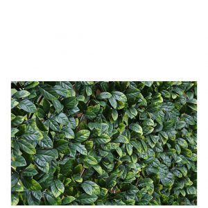 buy faux laurel hedging trellis 1 x 2 metres 5f3381e794f0b