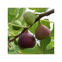 buy fig tree brown turkey standard form 1 2 1 4m tall 5f27a6cf49577